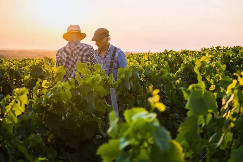 Vignerons bordelais