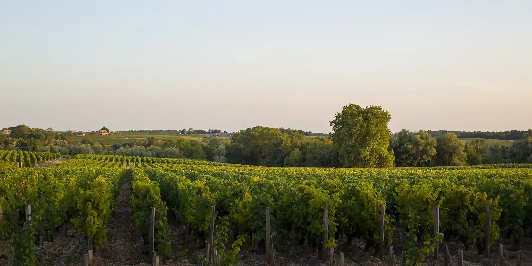 I nostri Grandi Cru