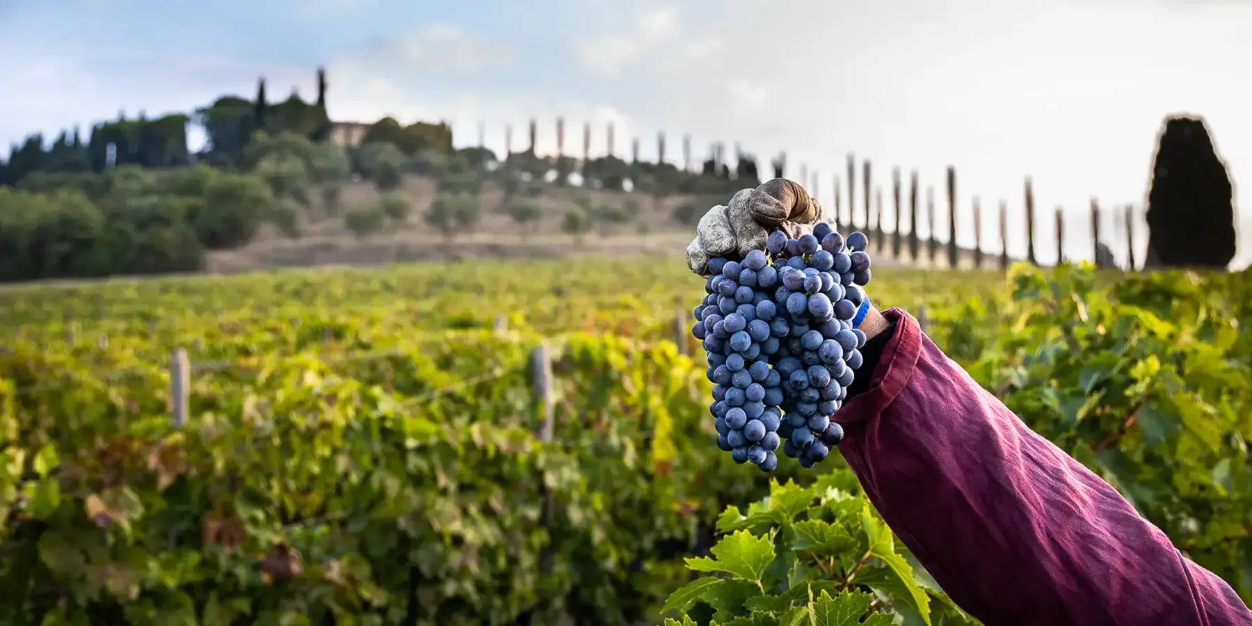 Sangiovese