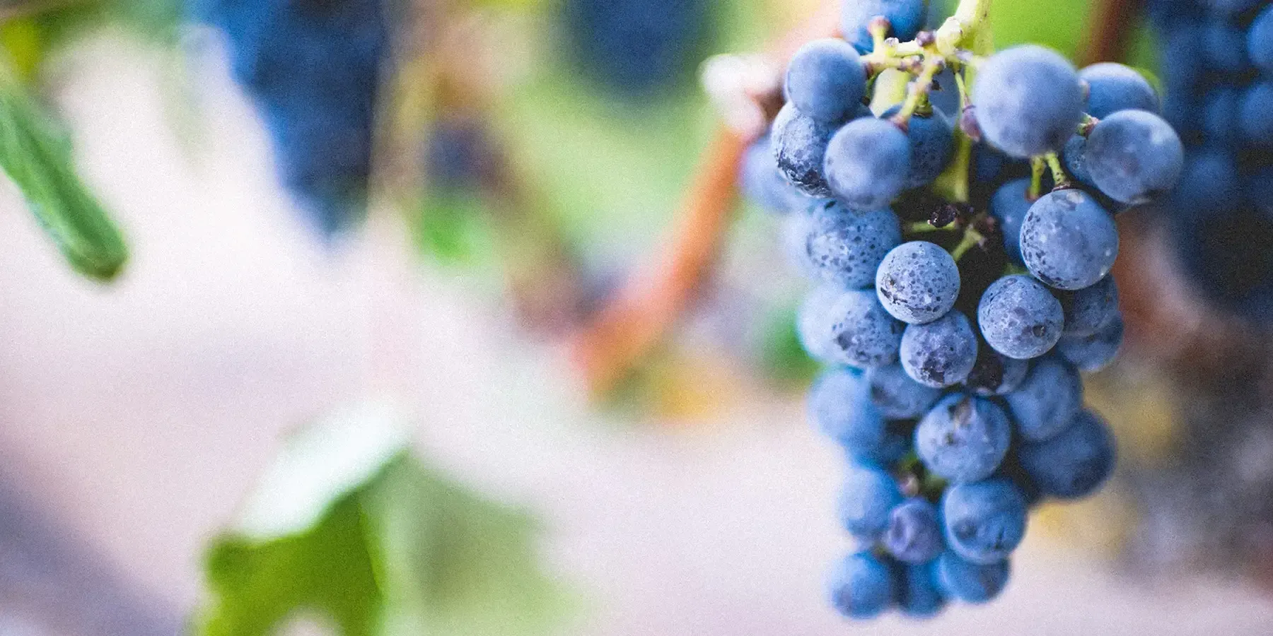 Bunch of Merlot