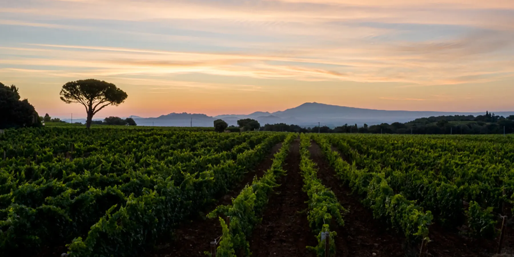 Vignes du Château de Nalys au couché du soleil.
