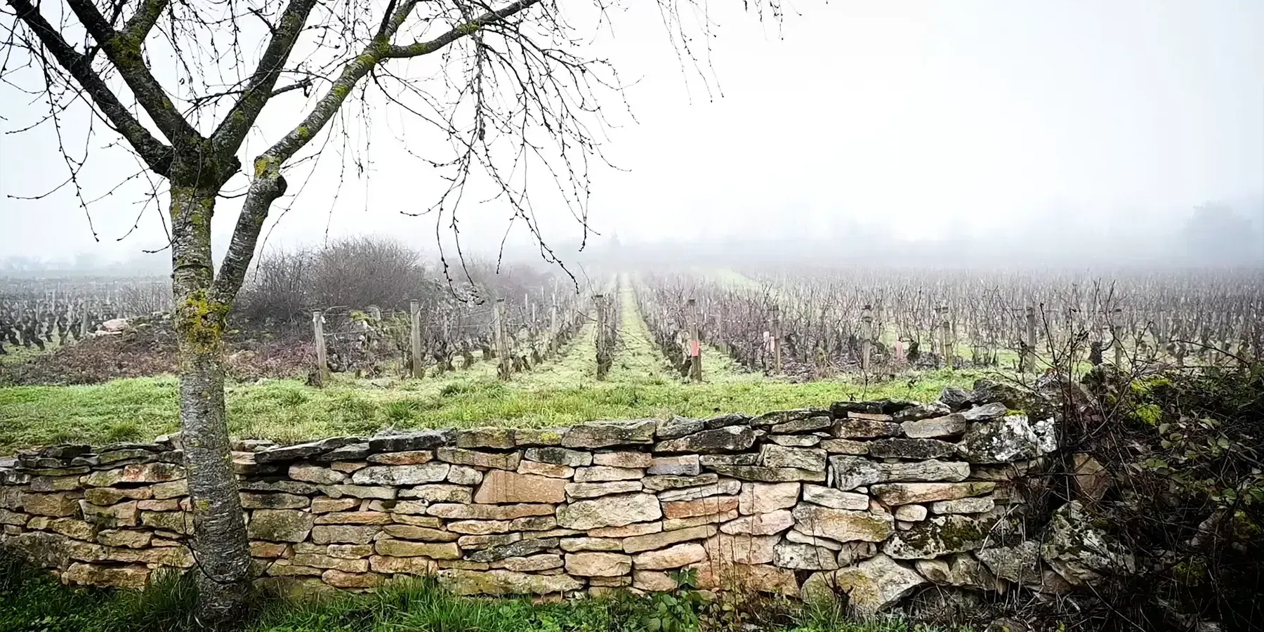 Viñedos de Borgoña entre la niebla