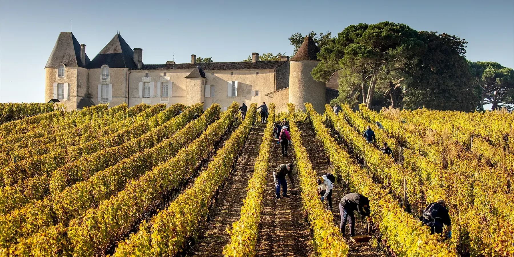 Comprendere l'eccellenza dei vini di Bordeaux