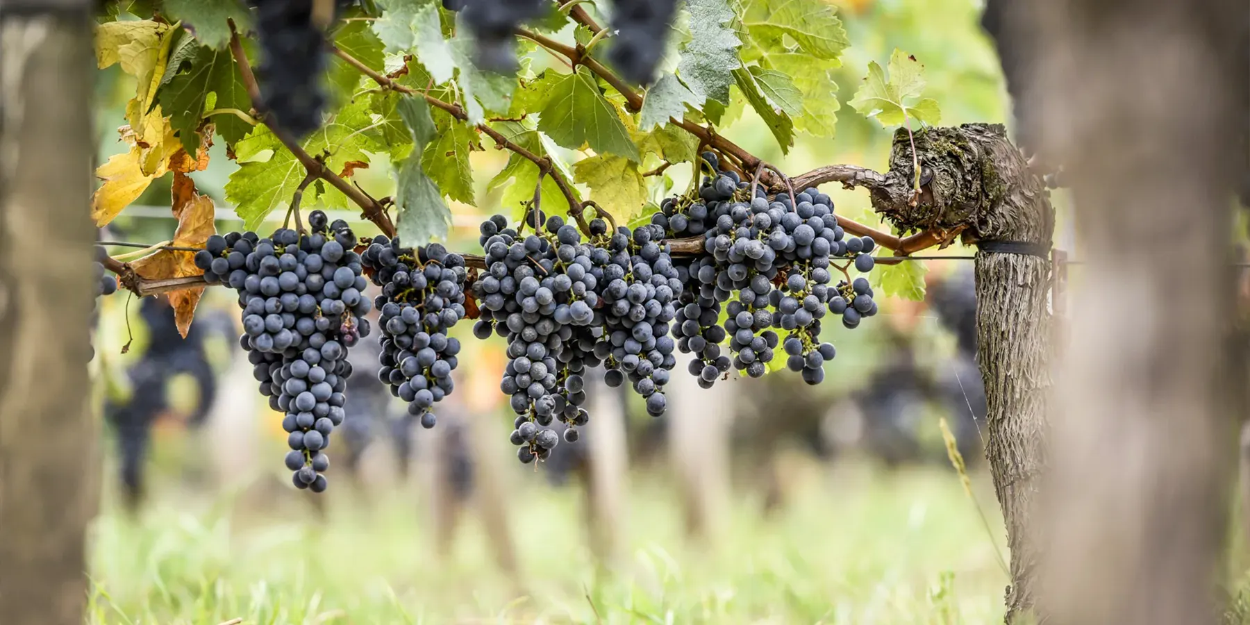 Vigneti di Château La Conseillante
