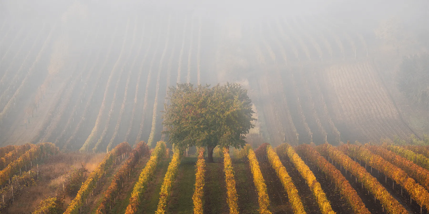 Exploration des propriétés viticoles Pessac-Léognan l U’wine