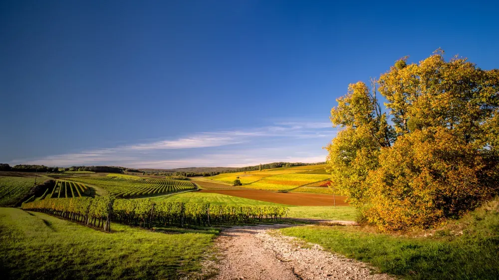 Vignobles de Bourgogne