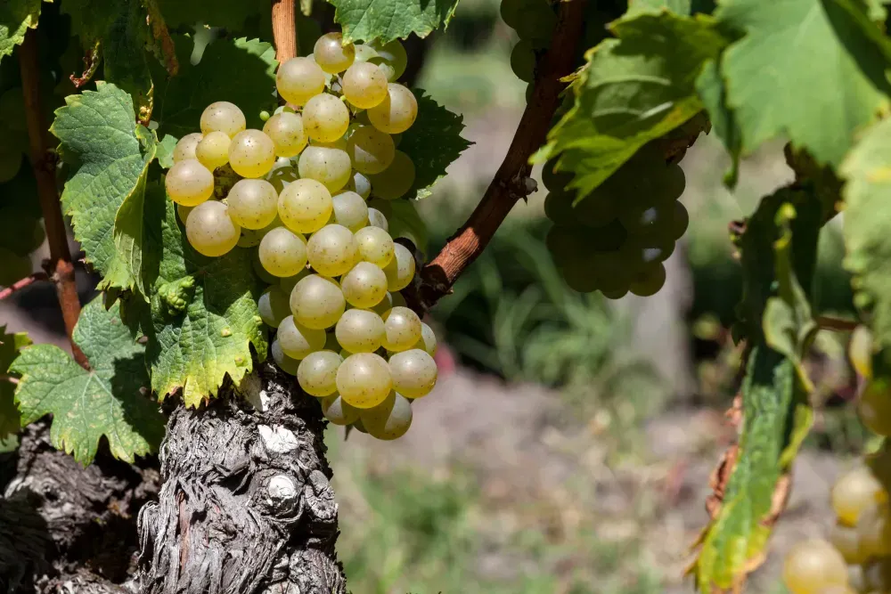 Grappe de raisin, cépage sémillon