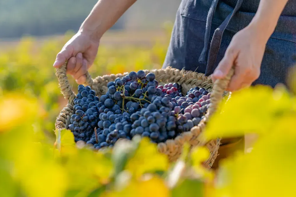 Raisins durant les vendanges de vins bios