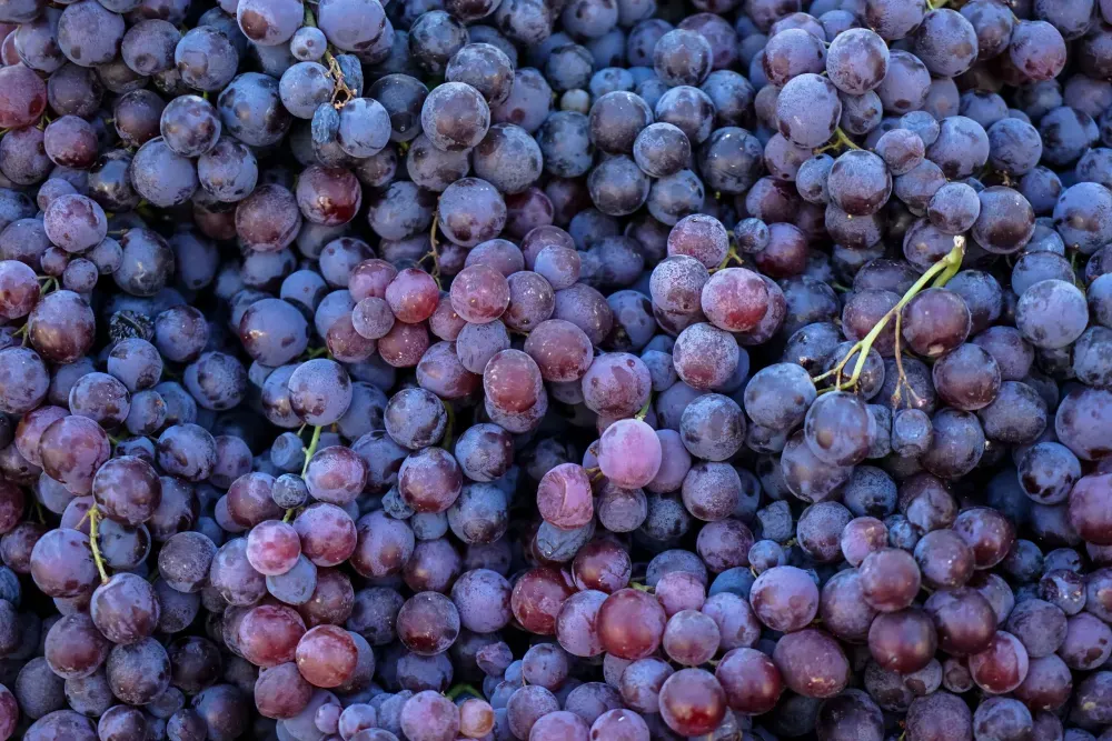 Nebbiolo : le cépage rouge, roi du Piémont