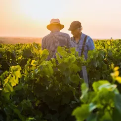 Vignerons bordelais