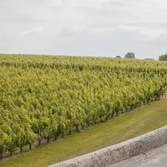 L'appellation Saint-Estèphe