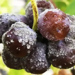 Sauternes