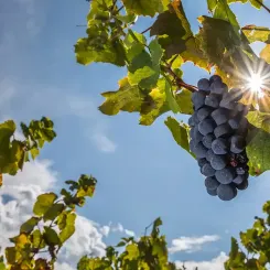 Gamay
