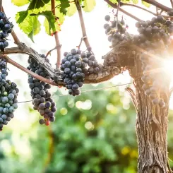 Merlot
