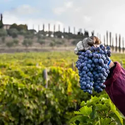 Sangiovese