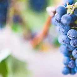 Grappe de merlot