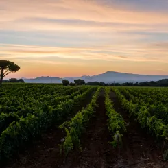 Vignes du Château de Nalys au couché du soleil.