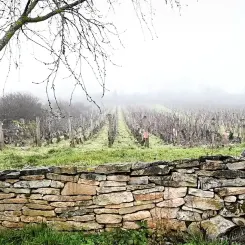 Vignes de Bourgogne dans le brouillard