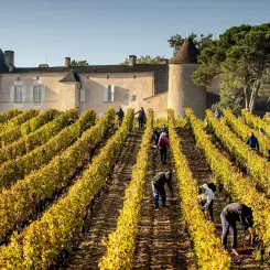 Comprendere l'eccellenza dei vini di Bordeaux
