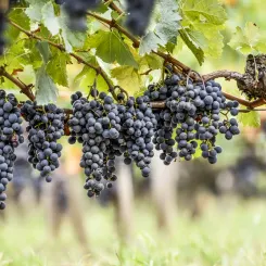 Viñedos del Château La Conseillante