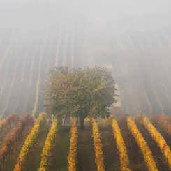 Exploration des propriétés viticoles Pessac-Léognan l U’wine
