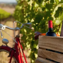 Découvrez l'impact des sols sur le goût du vin. Explorez le terroir, fusion de terre et climat, façonnant la diversité des saveurs dans les vignobles mondiaux.