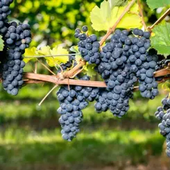 Origine et histoire de la vigne et du vin l U’wine