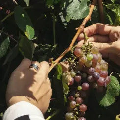 mains de vigneronne tenant une grappe de raisin
