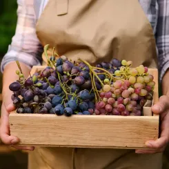 Cagette de raisins dans les vignes