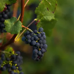 Grappe raisin pinot noir