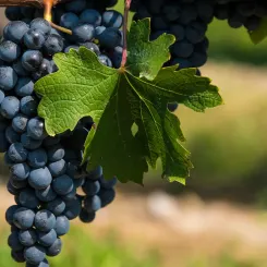Grappe de raisin noir