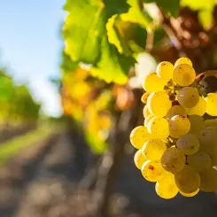 Grappe de raisin blanc, cépage chardonnay
