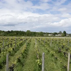 Vignoble Haut-Bages Libéral