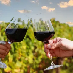 Verre de vin rouge dans les vignes