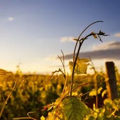 Vignes des vendanges prometeusses de 2023