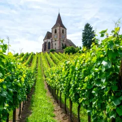 Les vignobles français : vin d'Alsace, vin du Languedoc, vin de Loire, vin du Rhône - U'wine