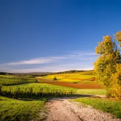 Vignobles de Bourgogne