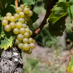 Grappe de raisin, cépage sémillon