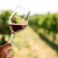 Verre de vin rouge dans les vignes