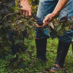 Découvrez les classifications du vin : AOC, IGP, vin de France... Apprenez à comprendre les labels, critères de qualité et les distinctions entre chaque vin.