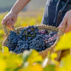 Raisins durant les vendanges de vins bios