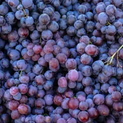 Nebbiolo : le cépage rouge, roi du Piémont