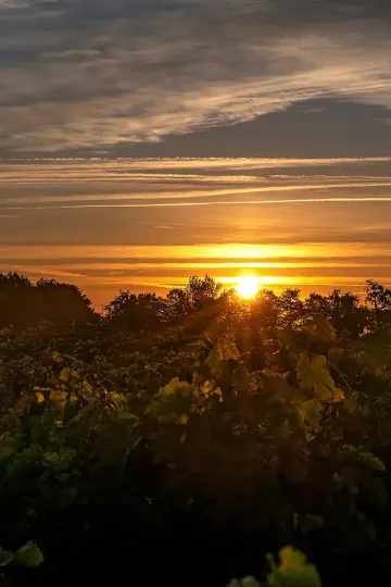 Vignes du Château Picque Caillou