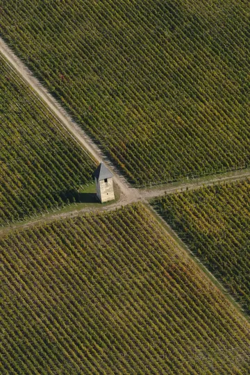 Vignoble du Château Pape Clément