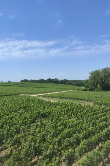Découvrez l'excellence des grands crus de Saint-Émilion avec U'wine au Château Fleur Cardinale.