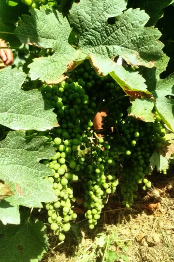 Découvrez l'excellence des grands crus de Saint-Émilion avec U'wine au Château Bellevue.
