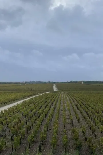 Château Pontet-Canet, Pauillac