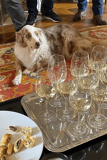 Tour en propriété : Château Picque Caillou, Pessac-Léognan - U'wine