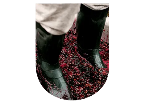 Pressurage raisins pour champagne