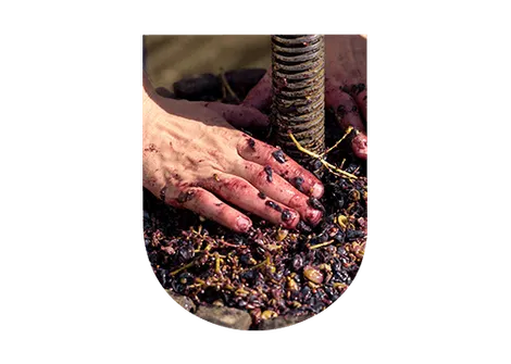 Pressurage vin